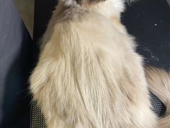 -PETKIT小佩宠物·低压洗护(国顺东路店)