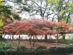 -秋霞圃