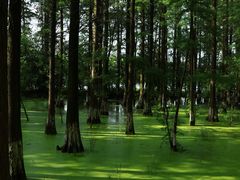 -艾溪湖湿地公园
