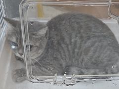 -瑞鹏·疫苗·绝育·宠物医院(广九店)