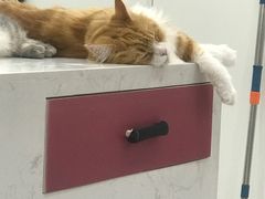 -喵园·猫主题咖啡厅·撸猫·猫咖(国贸店)