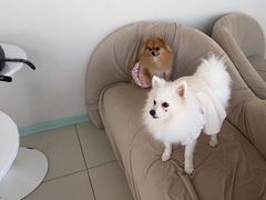 -怪兽屋·羊驼·猫咖·狗咖(俊华广场店)