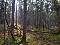 -五营红松林海景区