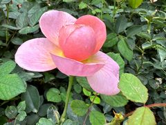 -人民公园(罗湖区)