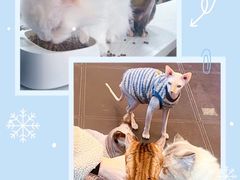 -猫小院猫主题餐厅(南锣旗舰店)