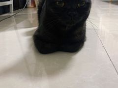 -宠福鑫康馨动物医院·骨科·眼科