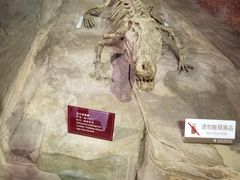 -自贡恐龙博物馆