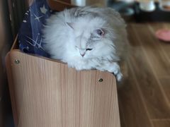 -猫大福·Fortune Cat猫舍(百子湾店)