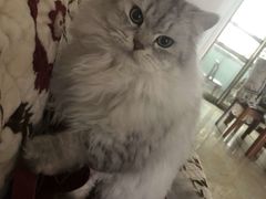-伟伟宠物医院·CT影像中心·瑞派犬猫综合性门诊(汉口总院)