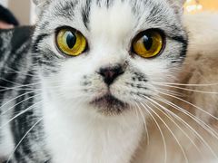 -猫小院猫主题餐厅(南锣旗舰店)