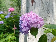 -合肥滨湖国家森林公园