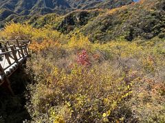 -大岭沟猕猴桃谷风景区