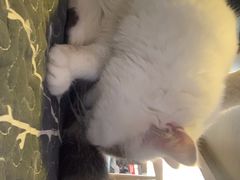 -平行世界·猫咖(首经贸店)