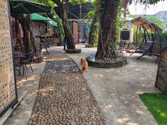 -柴犬高等学院·狗咖·柴犬售卖·宠物训练