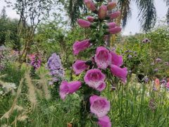 -深圳仙湖植物园