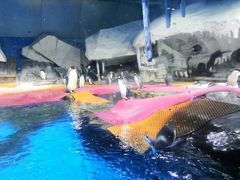 -海合安武汉极地海洋公园