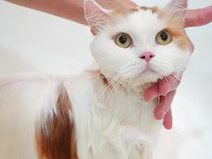 -momokira米努特·德文卷毛猫·棉花面纱犬