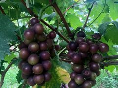 -马陆小张葡萄园农家乐