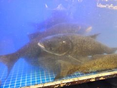 -姜君·千岛湖鱼头馆(浦东大道店)
