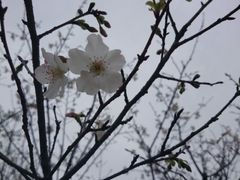 android_upload_pic-天适樱花悠乐园