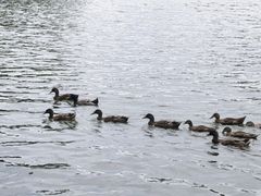 -荔湾湖公园