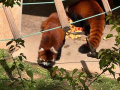 -青藏高原野生动物园