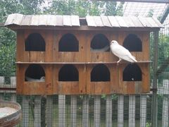 iphone_upload_pic-意大利农场度假村