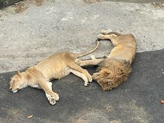 -大连森林动物园