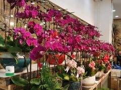 -双季花艺园艺市场(浦东店)