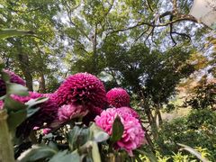 -杭州植物园