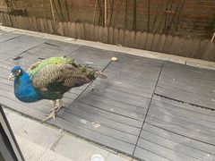 -春记潮汕牛肉火锅
