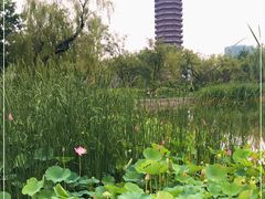 -西海子公园