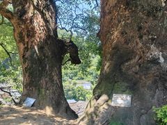 -杨家堂村