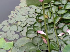 -陈家山荷花公园