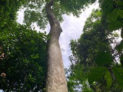 -西双版纳原始森林公园