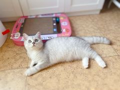 -猫大福·Fortune Cat猫舍(百子湾店)