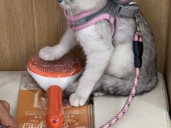 -瑞派长江宠物医院·猫科·外科·24小时夜护(谊城公寓分院)