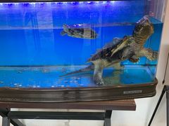 水产区-东家小院金汤酸菜鱼(南阳路店)