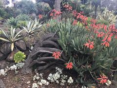 -墨尔本皇家植物园