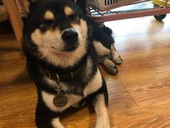 -柴犬高等学院·狗咖·柴犬售卖·宠物训练