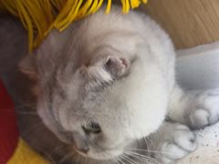 -中农大我爱我爱24h动物医院·中医针灸·猫专科·骨科医疗中心(双井店)