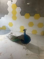 -七巧国萌宠乐园(龙湖天街店)