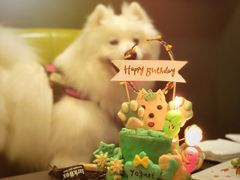 -百好乐宠物友好餐厅(朝外大街店)