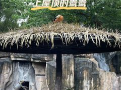 -上海野生动物园