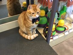 -PETKIT小佩宠物(古北店)