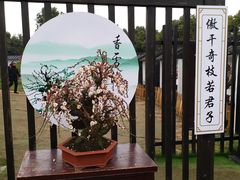 -香雪海