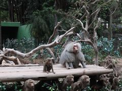 -广州长隆野生动物世界
