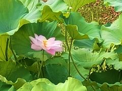 -高子水居