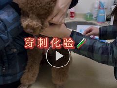 -美联众合动物医院·24h转诊中心