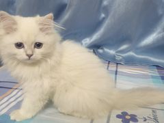 -伟伟宠物医院·瑞派猫友好医院·猫科(光谷店)